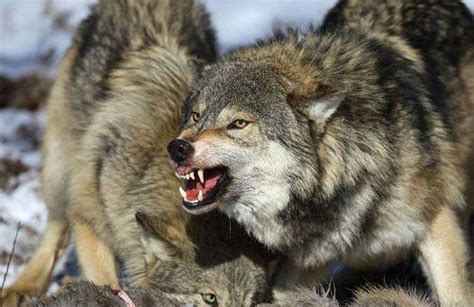 长白山一只母狼掉入陷阱，公狼不停往井里刨土，垒到2米多高时母狼跳了出来_猞猁_东北_猎物