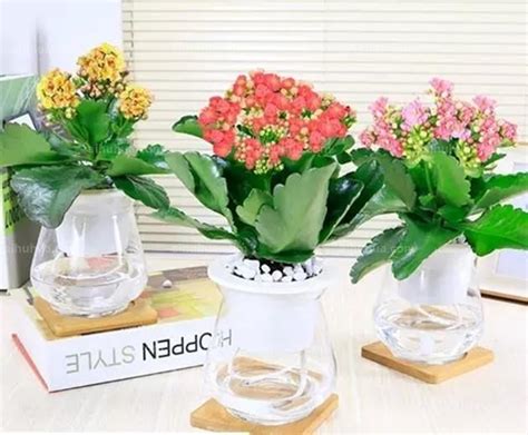 室内养什么花最好？最适合室内养的六种花-种植技术-中国花木网