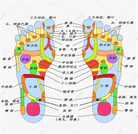 足部穴位图图片