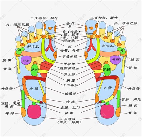 足部穴位图素材图片免费下载-千库网