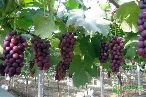 记住这五个种植要点，葡萄果粒饱满产量高！ - 南方农村报官网