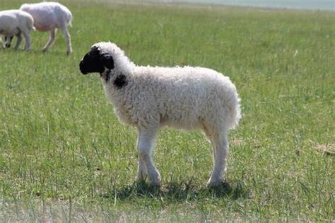 1955年属羊的是什么命，55年出生的羊五行属什么 -属羊-生肖网