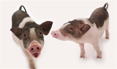 猪的生长周期是多长时间，各阶段饲养管理要点 - 农敢网