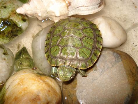 小乌龟在地上爬行，另一只小乌龟就跟着它，好有趣啊！