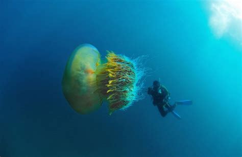 摄影师日本遇世界最大水母：直径可达2-3米-海友网CMF