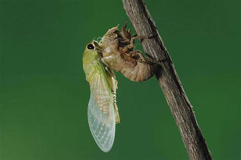 昆虫记中蝉被称为什么 - 业百科