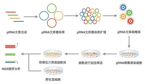 CRISPR-gRNA文库筛选基因靶点服务--中国生物器材网