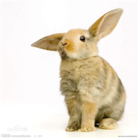 垂耳兔活物 迷你宠物兔小鹿黄霜白灰白道奇荷兰纯种折耳兔子活体-淘宝网