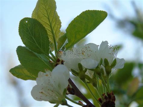 春日樱桃树一些鲜花的美丽的字幕在没高清图片下载-正版图片505235663-摄图网
