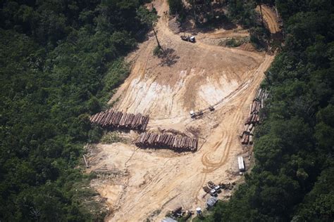 环保组织航拍亚马逊雨林深处 猖獗砍伐满目疮痍_国际新闻_环球网