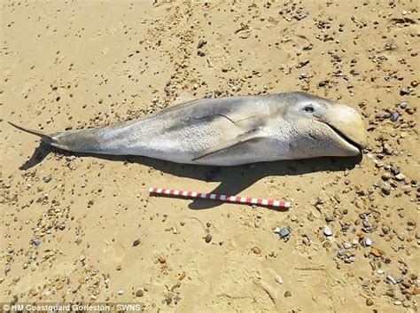 痛心！海豚尸体冲上英国海滩，死因公布却让人沉默