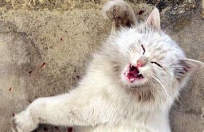 山东理工大学一学生拍摄虐猫视频贩卖：两个月内虐死流浪猫80只_腾讯视频