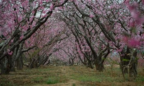 在那桃花盛开的地方，是丹东河口的万亩桃园~_国内旅游_什么值得买