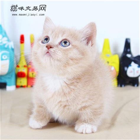 深圳有哪些正规的猫舍？ - 知乎