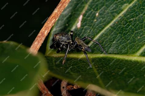 Pequeña araña saltadora negra de la subfamilia salticinae | Foto Premium