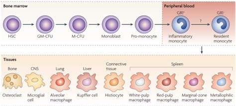 RKO 人结肠腺癌细胞-原代细胞-STR细胞-细胞培养基-赛百慷生物