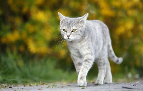 猫会走“猫步”，猫是怎么走路你知道吗？