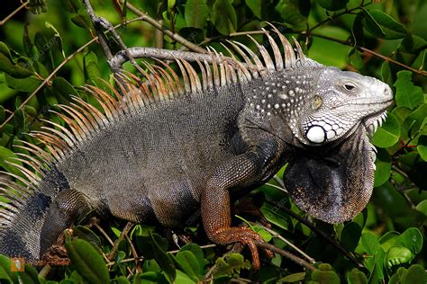 Grüner Leguan auf den Florida Keys - Die Weltenbummler