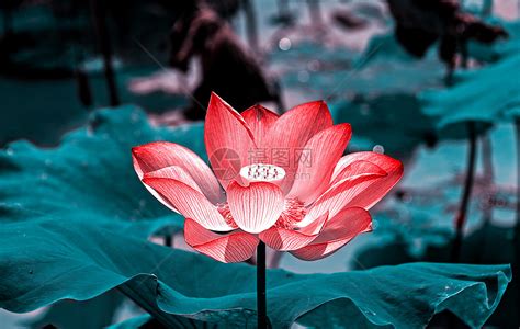 莲花壁纸图片