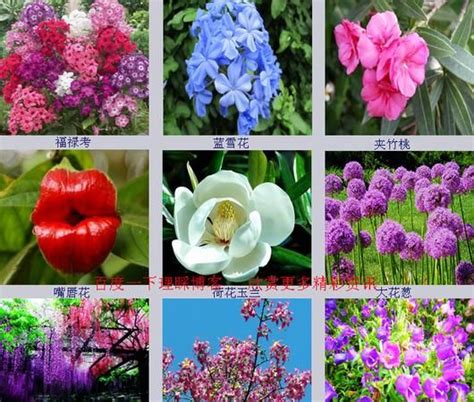 花卉种类名称大全图片,兰花种类名称及图片,称的种类名称和图片_大山谷图库