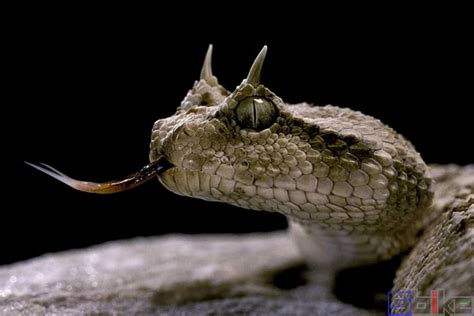 龙尾蛇的肖像毒液致命野生动物爬虫高清图片下载-正版图片320645818-摄图网