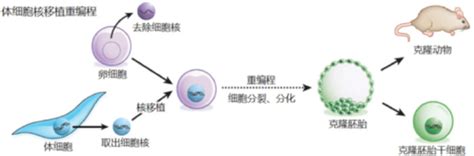 上海交大Bio-X课题组在毛囊真皮干细胞的研究中取得新进展_交大智慧_上海交通大学新闻学术网