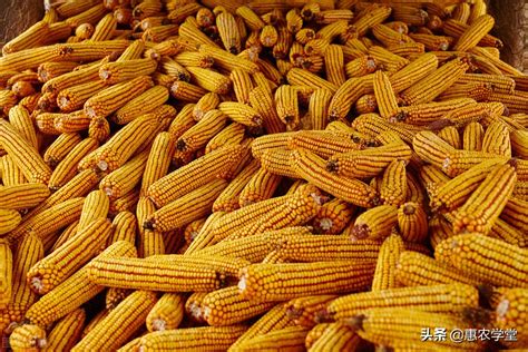 鲜玉米多少钱一斤（当前新玉米价格多少钱一斤） - 上海资讯网