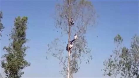 印度村庄老虎肆虐1年内22人丧命 村民为躲避练得一身爬树功夫