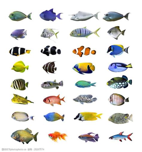 小鱼种类大全高清图片免费下载_小鱼种类大全高清素材_小鱼种类大全高清模板-图行天下素材网