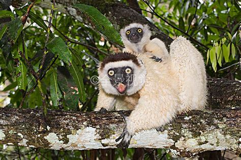 马达加斯加雨林树上的皇冠狐猴高清摄影大图-千库网