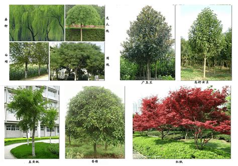 生态园林设计中的植物配置要注意的几点 - 园林景观规划设计研究中心