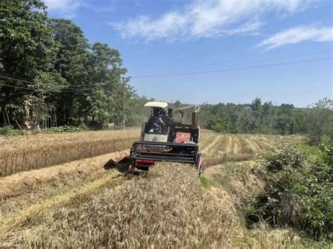 济源进入麦收关键时期，确保夏种不误农时、夏管有序跟进 | 聚焦“三夏”系列报道-大河新闻