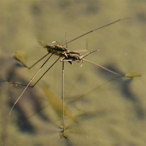 农村河里最常见的这种虫子，你知道它是怎么在水上行走的吗