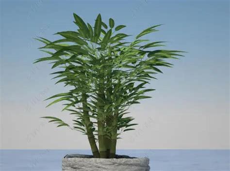 室内盆栽竹子的种类-农百科