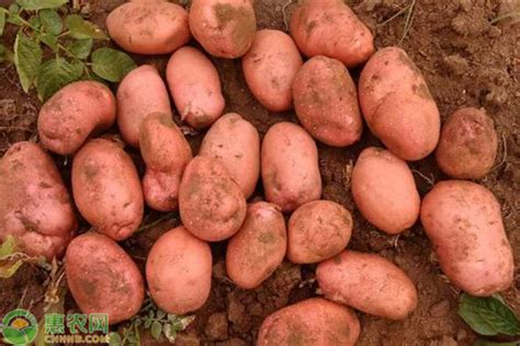 红土豆和白土豆的区别是什么？红土豆的营养价值及功效与作用 - 惠农网