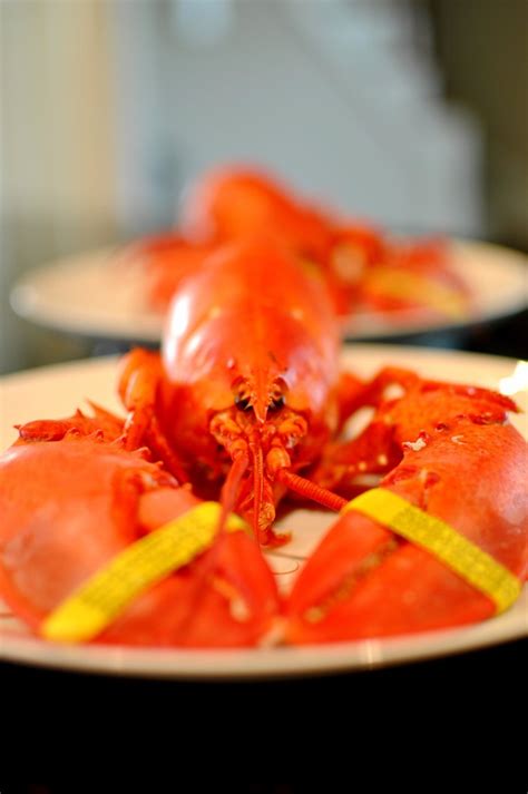 【黄油焗波士顿龙虾的做法步骤图，怎么做好吃】手机用户5114_86et_下厨房