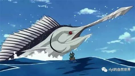 旗鱼和剑鱼有什么区别？谁才是海洋中的“小霸王”？