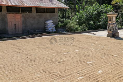 新鲜收获的稻米种子在加工前放在阳光高清图片下载-正版图片506637374-摄图网