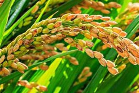 悦两优8612水稻种子特征特性，秧田播种量每亩10千克 - 新三农