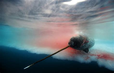 丹麦属地法罗群岛血腥猎鲸4百年 专杀领航鲸 - 神秘的地球 科学|自然|地理|探索