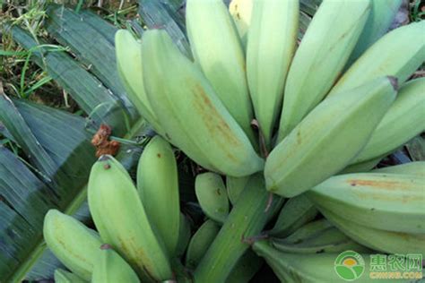 牛角蕉价格多少钱一斤？香蕉高产种植技术介绍 - 惠农网
