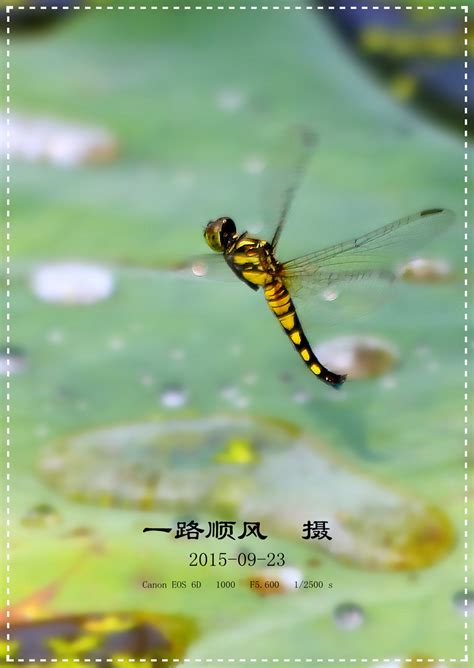 蜻蜓点水图片