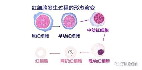 巨噬细胞的发育和分类_骨髓_cells_肿瘤