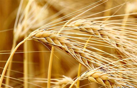 大麦的栽培技术介绍 - 牧草种植技术-种植技术 - 种子帮,种子批发,花草种子,牧草种子,常州市绿草茵种业科技有限公司