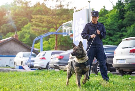 上海首批退役警犬开放领养，领养家庭需每3个月接受一次回访