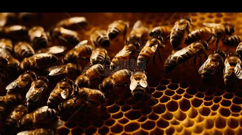 成群结队的蜜蜂高清图片下载-正版图片600004998-摄图网