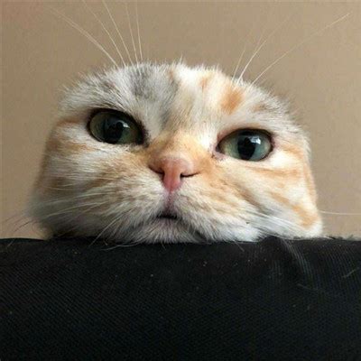 搞怪猫非主流头像