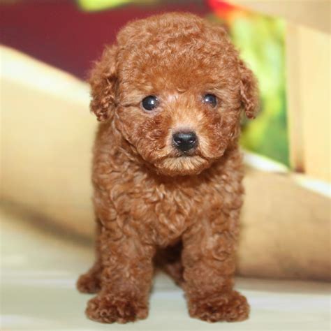 纯种泰迪犬幼犬狗狗出售 宠物泰迪犬可支付宝交易 泰迪/贵宾 /编号10023400 - 宝贝它