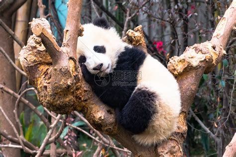 成都大熊猫繁育研究基地正在打架的熊猫幼崽高清图片下载-正版 ...