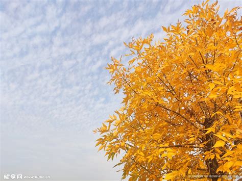 叶落知秋，杭州这里的秋景很是唯美 - 杭州网杭网原创